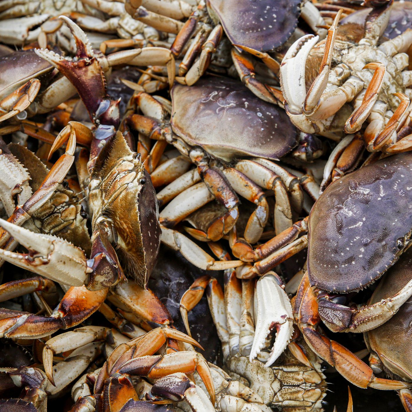 Live Dungeness Crab - Fresh from the Washington and Oregon Coast - Image 3