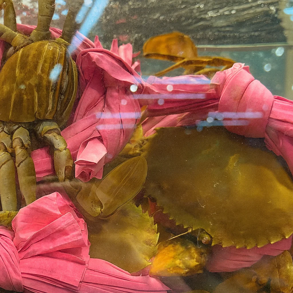 Live Mud Crab – Premium Vietnamese Mud Crab Delivered Fresh