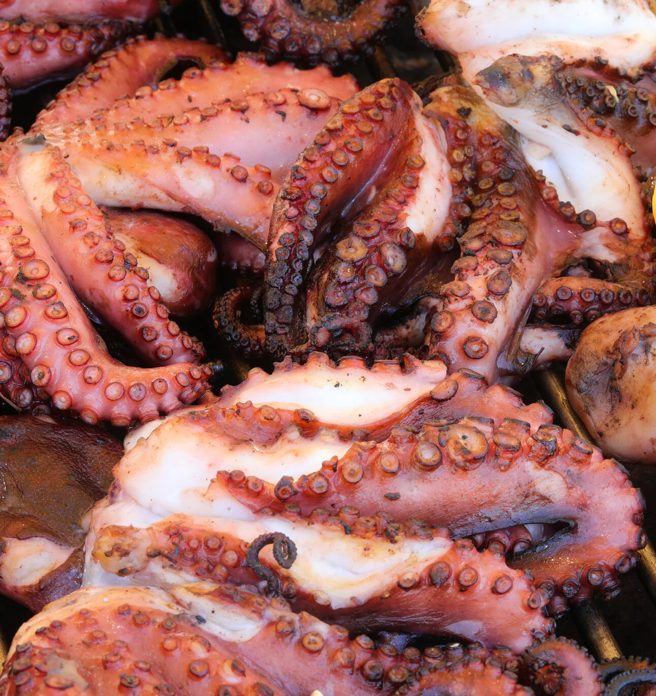 Premium Broiled Octopus – Wild-Caught, Fully Cooked & Sashimi-Grade