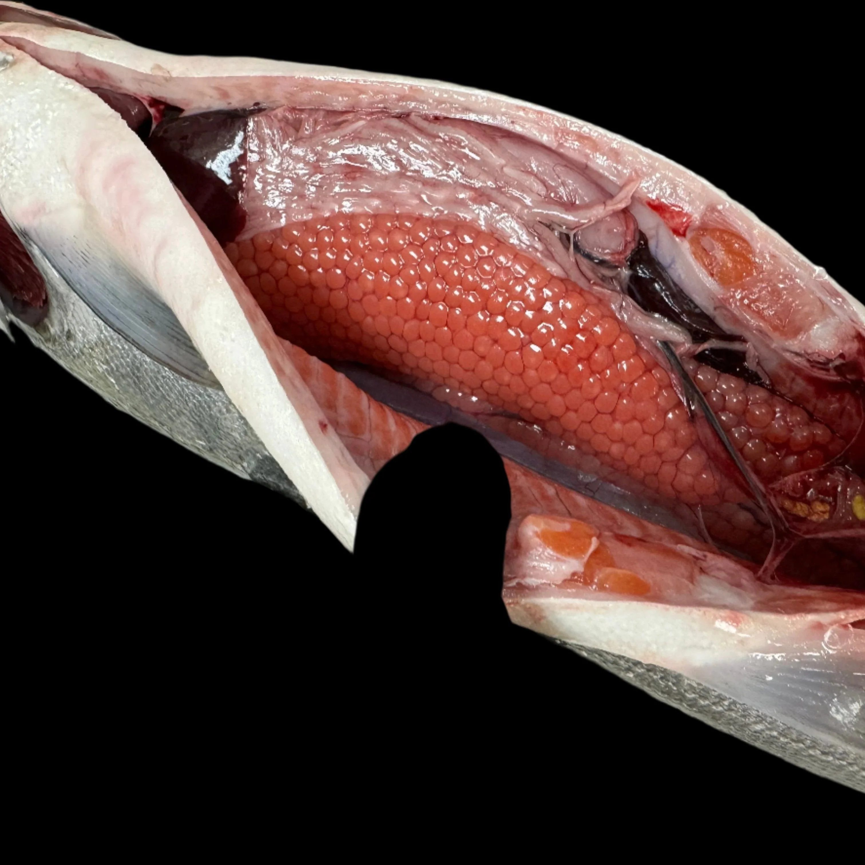 Order Fresh Wild-Caught Silver Salmon – Coho Salmon, 6-10 lbs | Fast Shipping