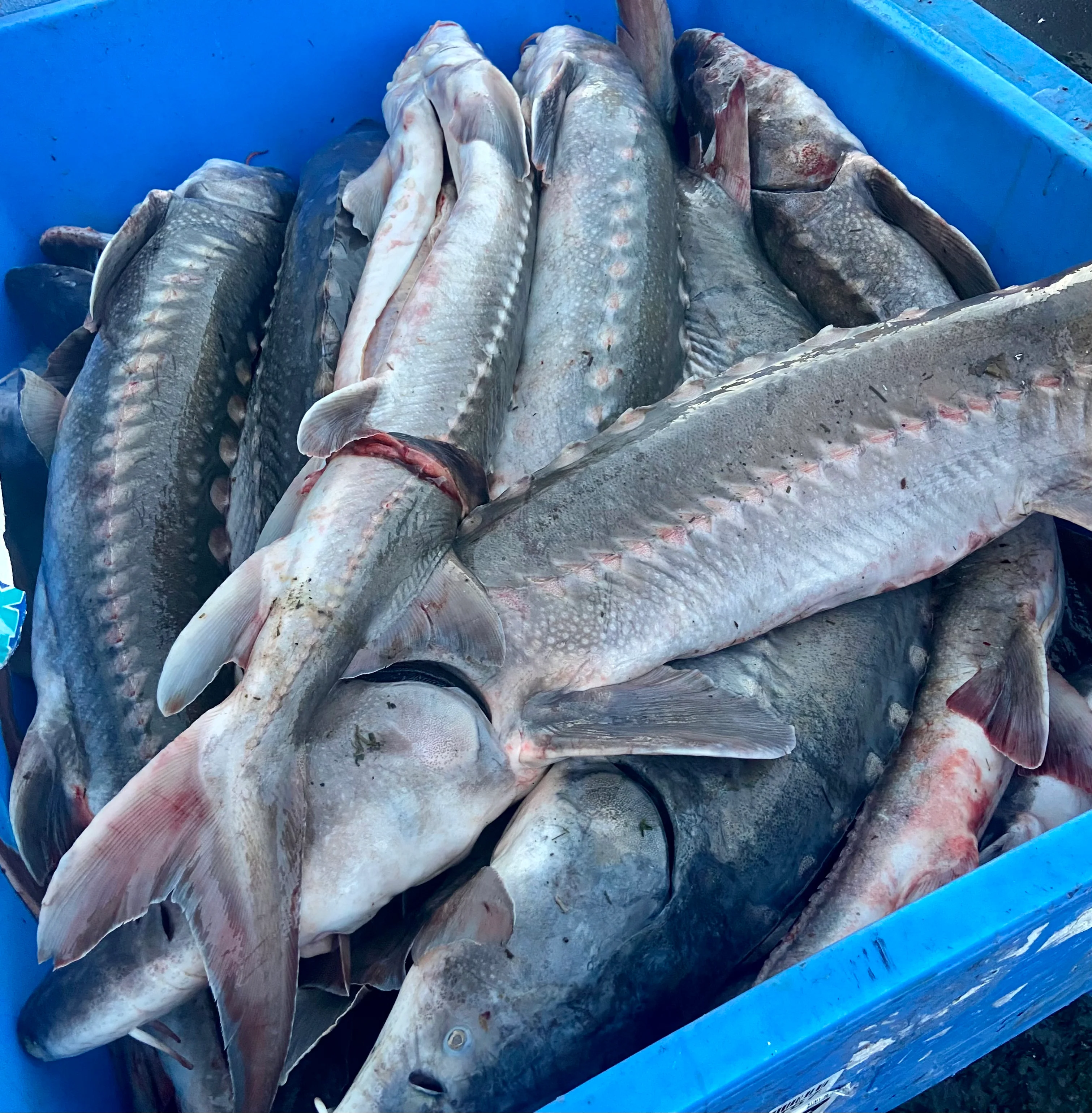 Fresh Wild Columbia River Sturgeon – Mega Sale by Global Seafoods