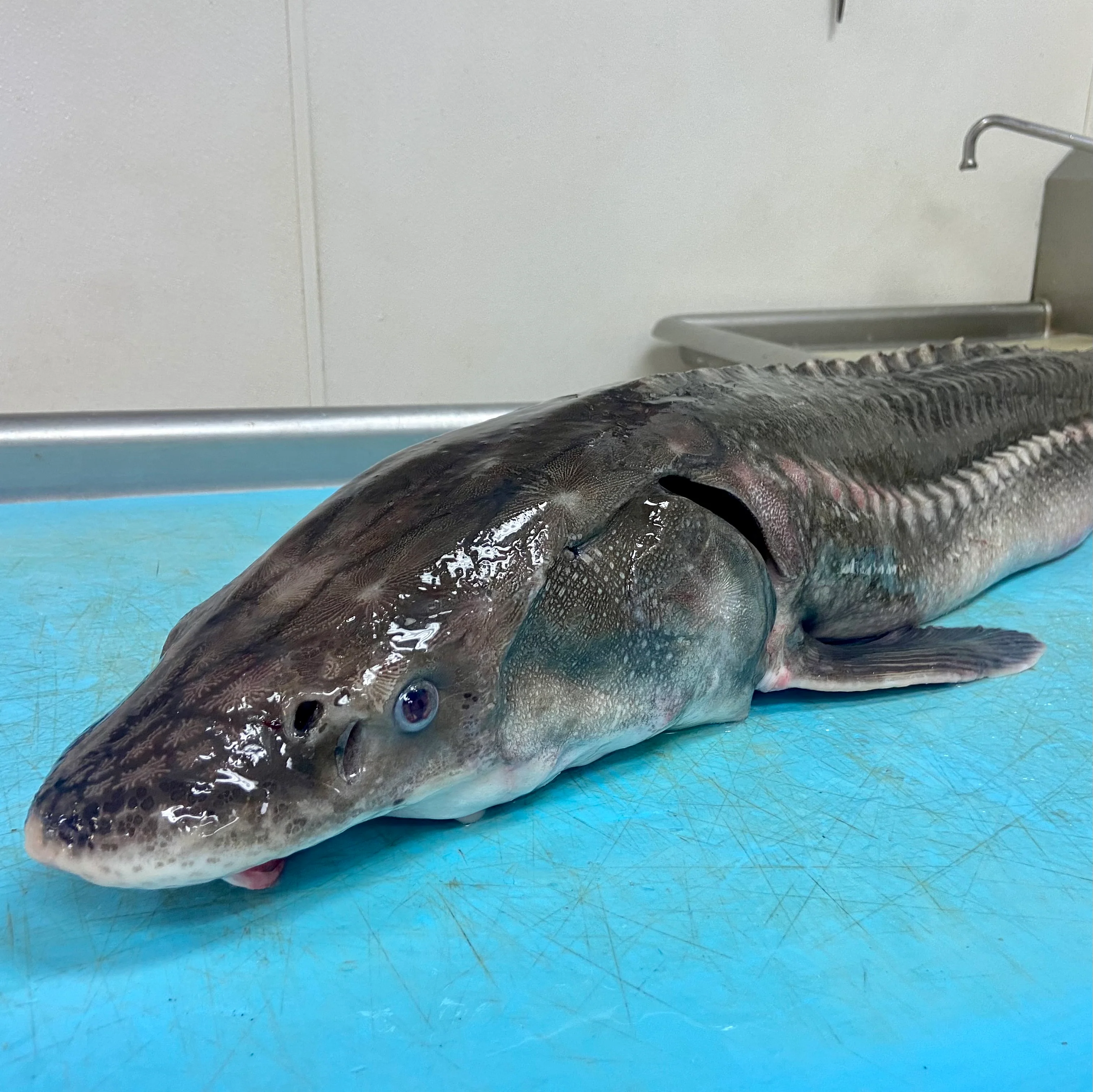 Fresh Wild Columbia River Sturgeon – Mega Sale by Global Seafoods - Image 2